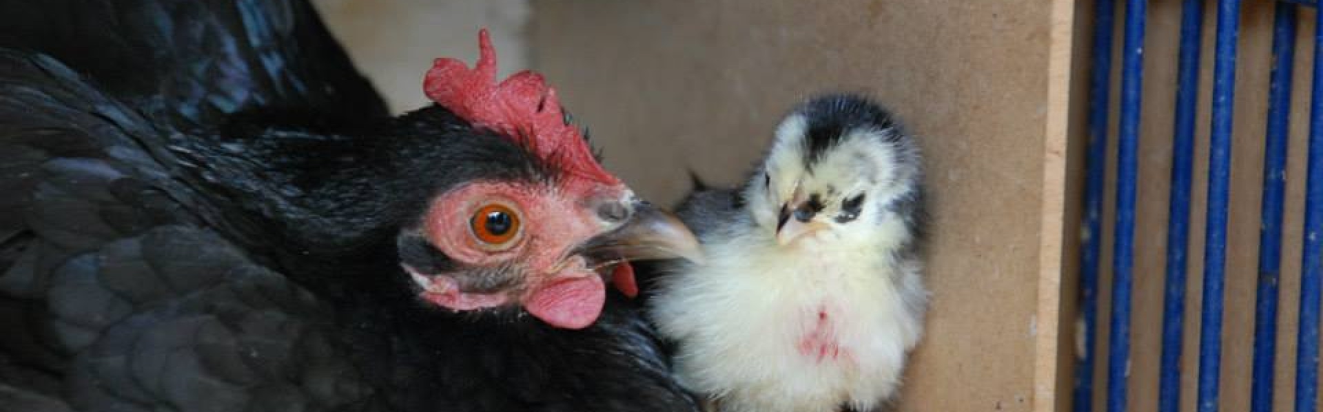 Gallinasypollos.com
